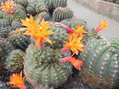 Matucana