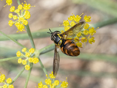 Chrysotoxum triarcuatum
