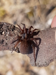 Trochosa terricola