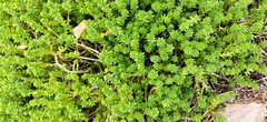 Sedum
