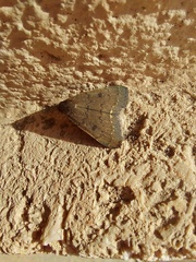 Nodaria nodosalis