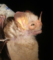 Pygoderma bilabiatum