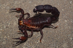 Androctonus crassicauda