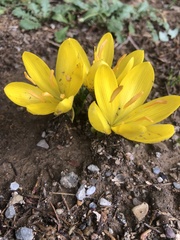 Sternbergia lutea