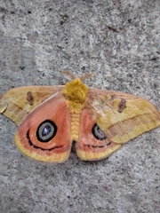 Automeris jucunda