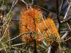 Banksia ericifolia