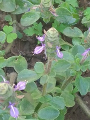 Coleus