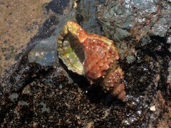 Dulcerana granularis