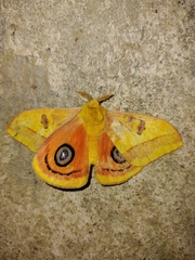 Automeris jucunda