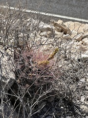 Hamatocactus hamatacanthus