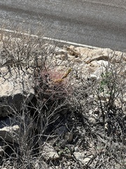 Hamatocactus hamatacanthus