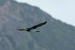 Phalacrocorax punctatus punctatus