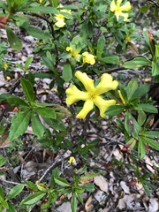 Hibbertia cuneiformis