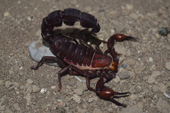 Androctonus crassicauda