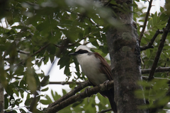 Garrulax leucolophus