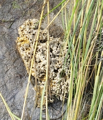 Porifera