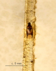 Cylapinae