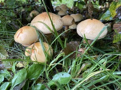 Cystoderma aureum
