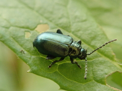 Altica lythri