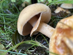 Cystoderma aureum