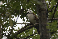 Garrulax leucolophus