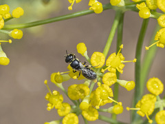 Hylaeus pictipes