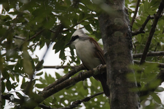 Garrulax leucolophus