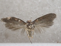 Mimodoxa tricommatica