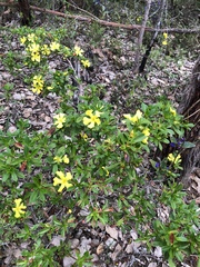 Hibbertia cuneiformis