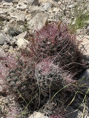 Hamatocactus hamatacanthus