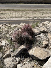 Hamatocactus hamatacanthus
