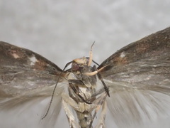 Mimodoxa tricommatica