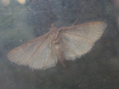 Hypsopygia glaucinalis