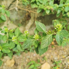 Clinopodium polycephalum