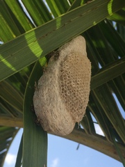 Protopolybia exigua