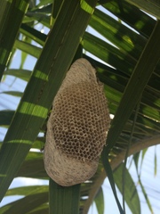 Protopolybia exigua