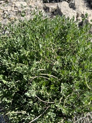 Acleisanthes longiflora