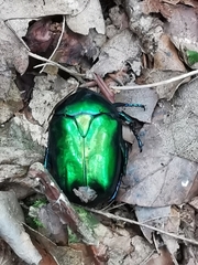 Protaetia speciosissima