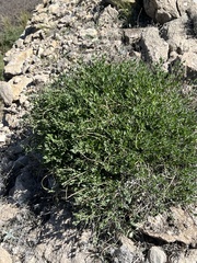 Acleisanthes longiflora