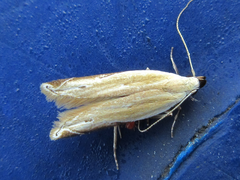 Mesophleps albilinella
