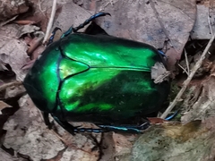 Protaetia speciosissima