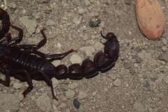 Androctonus crassicauda