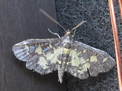 Eurrhyparodes bracteolalis