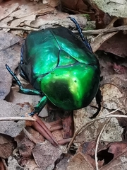 Protaetia speciosissima