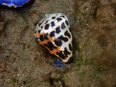 Conus ebraeus
