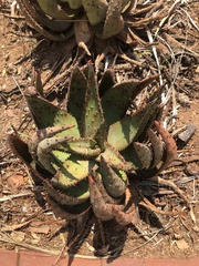 Aloe peglerae