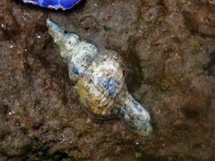 Marmorofusus nicobaricus