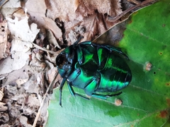 Protaetia speciosissima