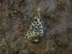 Clypeomorus petrosa