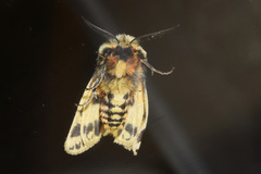 Ardices curvata